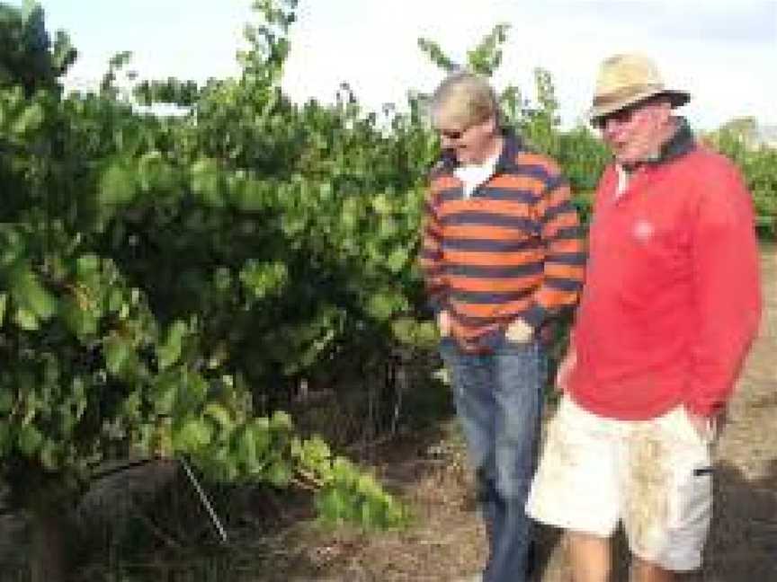 Lanz Vineyards, Lyndoch, South Australia