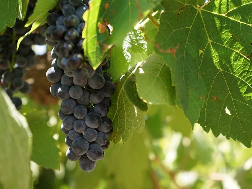 Mad Bastard Wines, Clare, South Australia