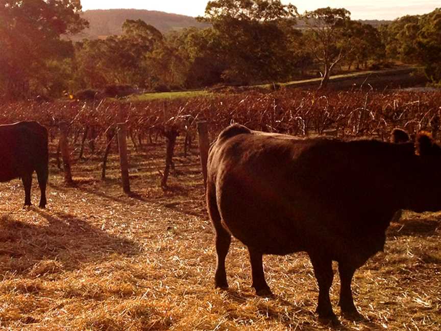 Michael Hall Wines, Tanunda, South Australia