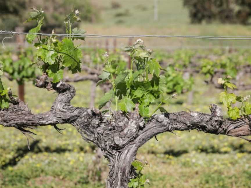 Paulett Wines, Polish Hill River, South Australia