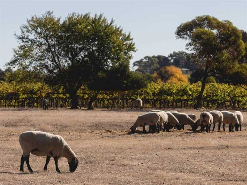 Penny's Hill, McLaren Vale, South Australia