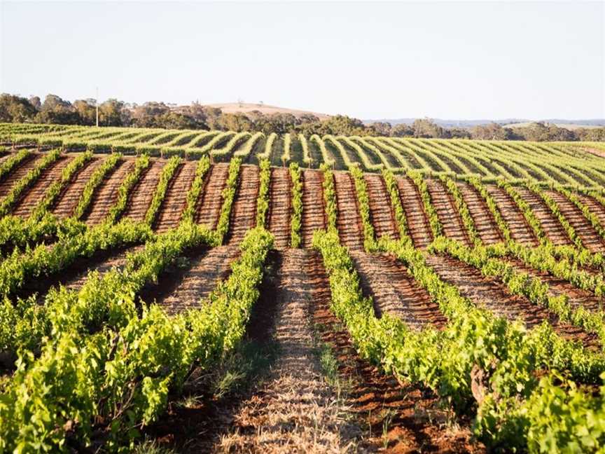 Schild Estate Wines, Lyndoch, South Australia