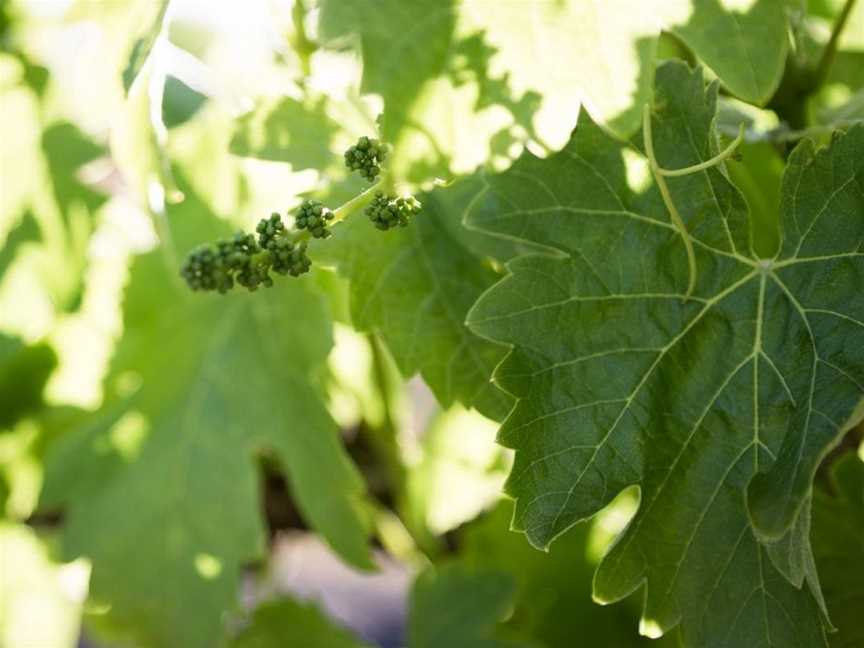 Schild Estate Wines, Lyndoch, South Australia