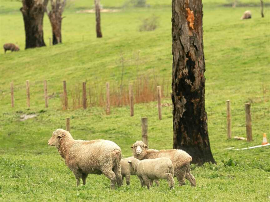 Tomich Wines, Unley, South Australia