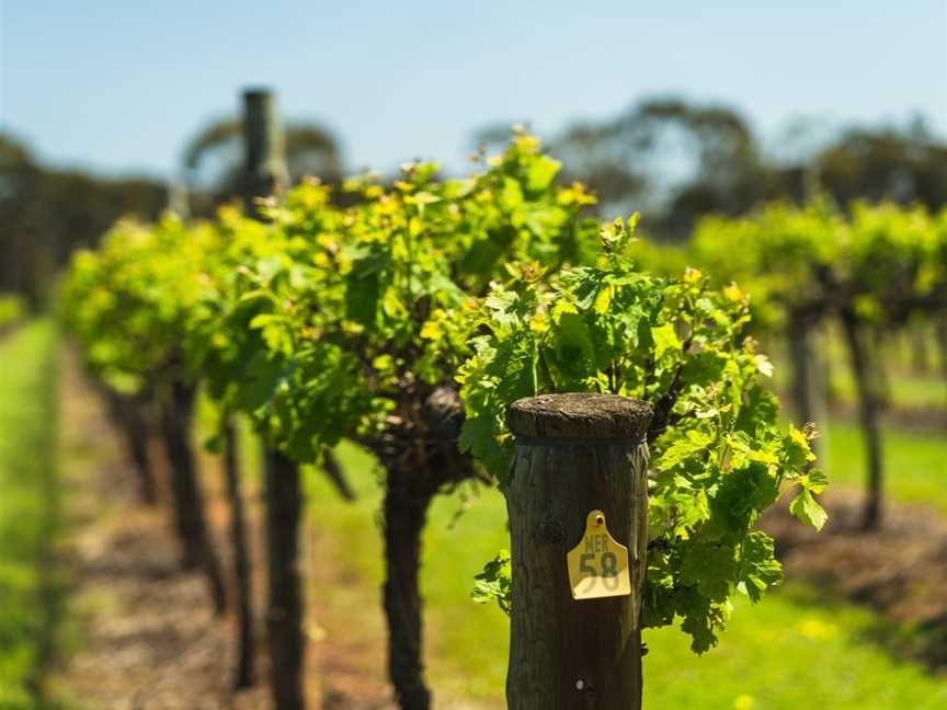 Vineyard Road, Belvidere, South Australia