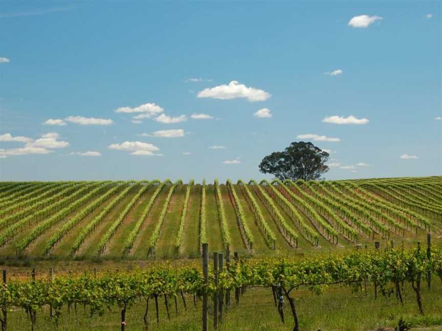 Freeman Vineyards, Kingsvale, New South Wales