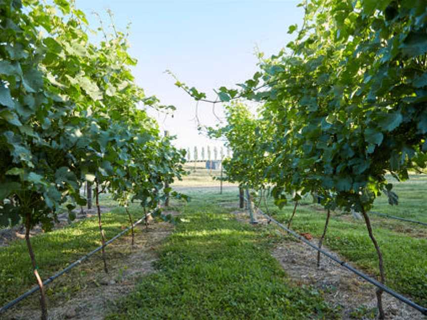 Heifer Station Wines, Borenore, New South Wales