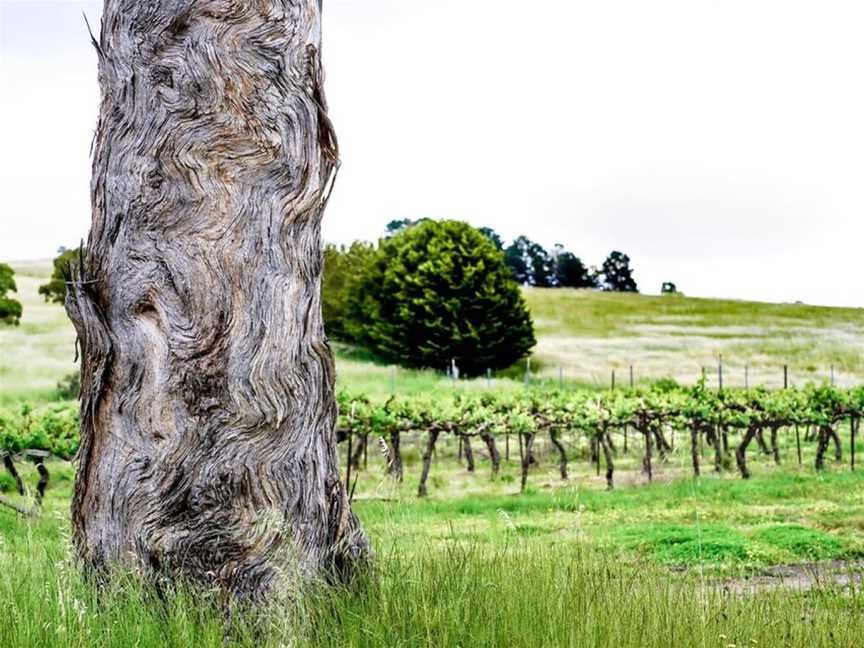 Helm, Murrumbateman, New South Wales