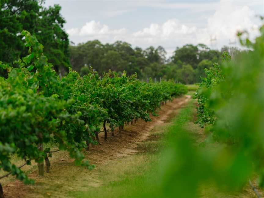 Moorebank Vineyard, Pokolbin, New South Wales