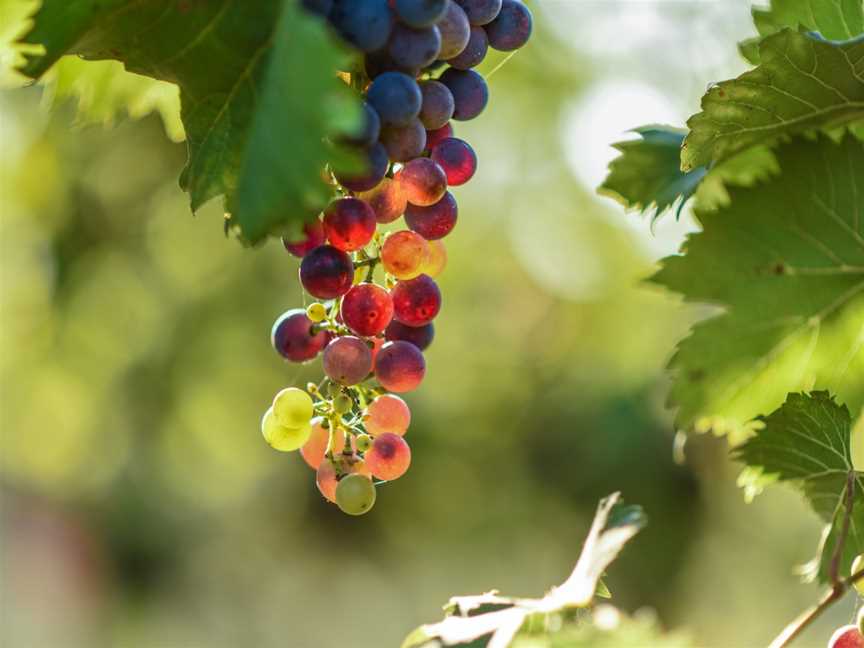 Raleigh Winery, Raleigh, New South Wales