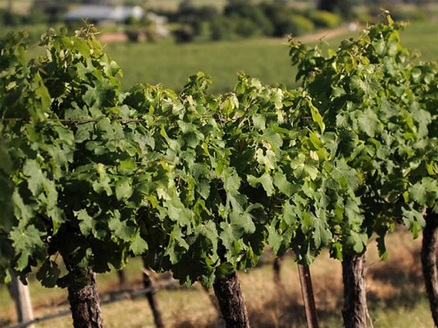 Robert Oatley Vineyards, Wineries in Mudgee