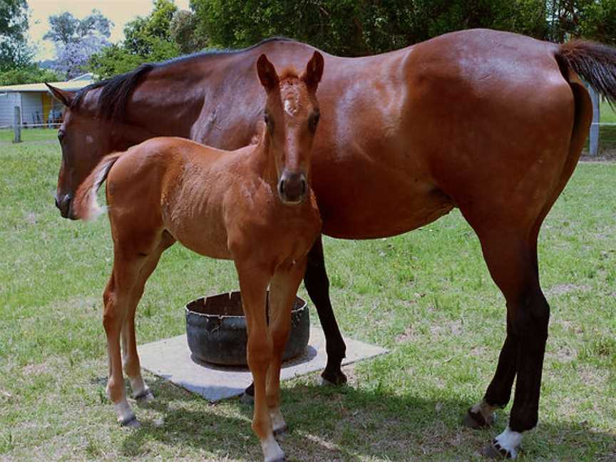 Running Horse Wines, Broke, New South Wales