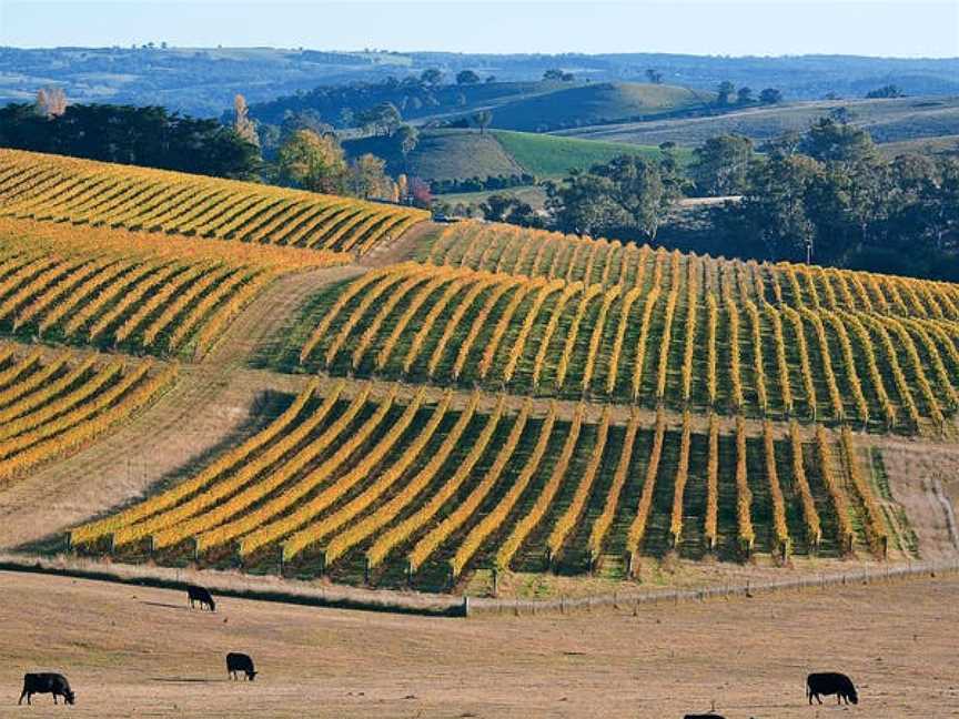 Slow Wine Co, Millthorpe, New South Wales