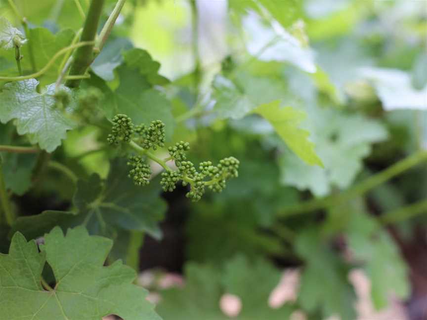 Slowfox Wines, Mudgee, New South Wales