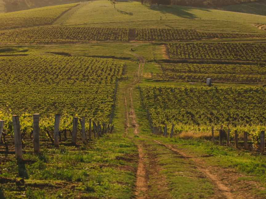 Tyrrell’s Wines, Pokolbin, New South Wales