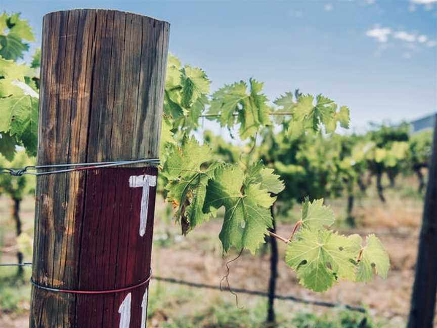 Vinifera Wines, Mudgee, New South Wales