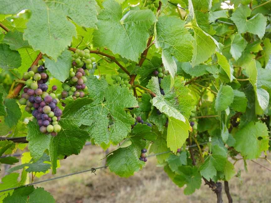 Brook Eden Vineyard, Lebrina, Tasmania