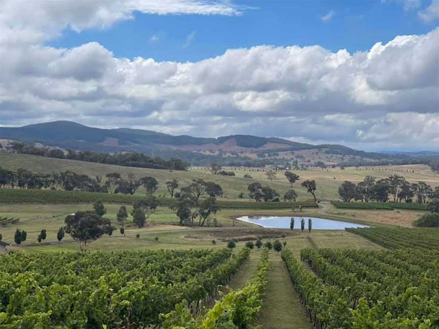 Cooks Lot, Wineries in Orange