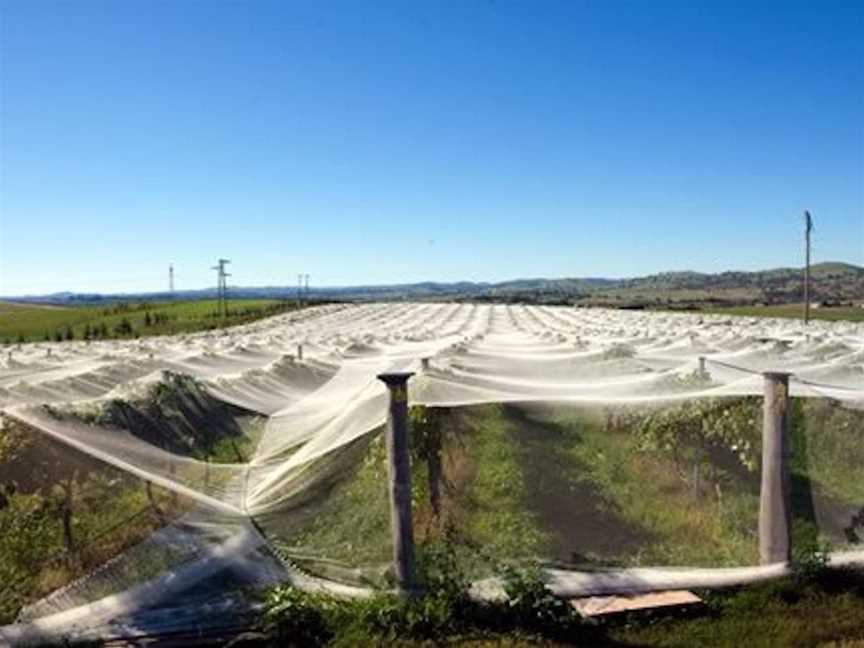 Dog Trap Vineyard, Wineries in Yass