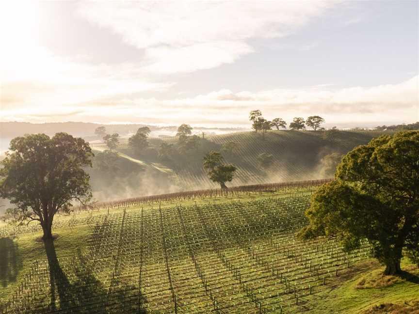 Saint & Scholar, Wineries in Verdun