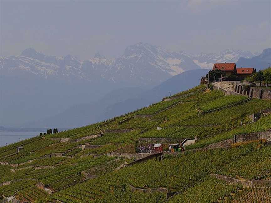 Burnt Acre Vineyard, Wineries in Marong