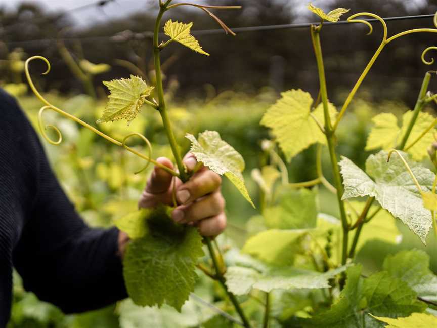 Paul Nelson Wines, Wineries in Denmark