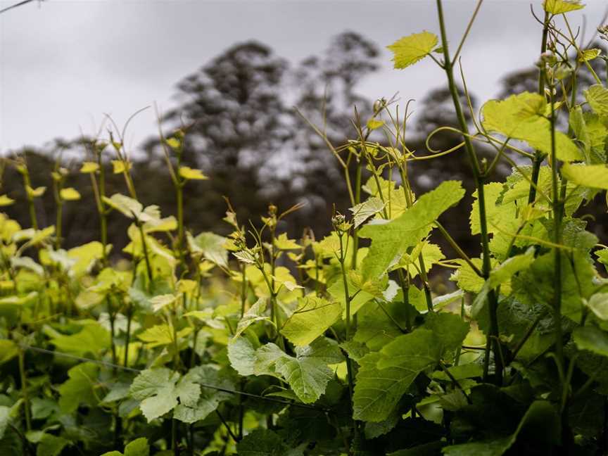 Paul Nelson Wines, Wineries in Denmark