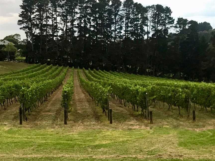 Emersleigh vineyard before netting and harvest