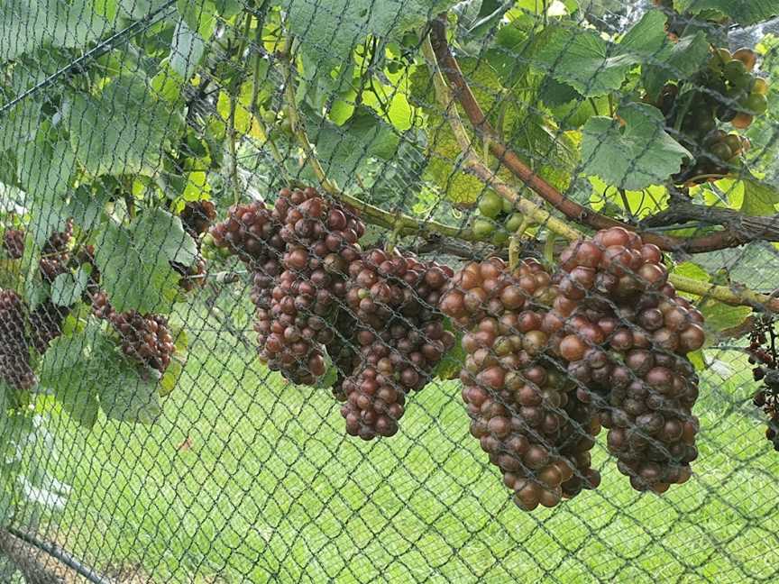 Ake Ake Vineyard, Kerikeri, New Zealand