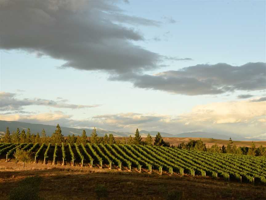 Grey Ridge Vineyard, Alexandra, New Zealand