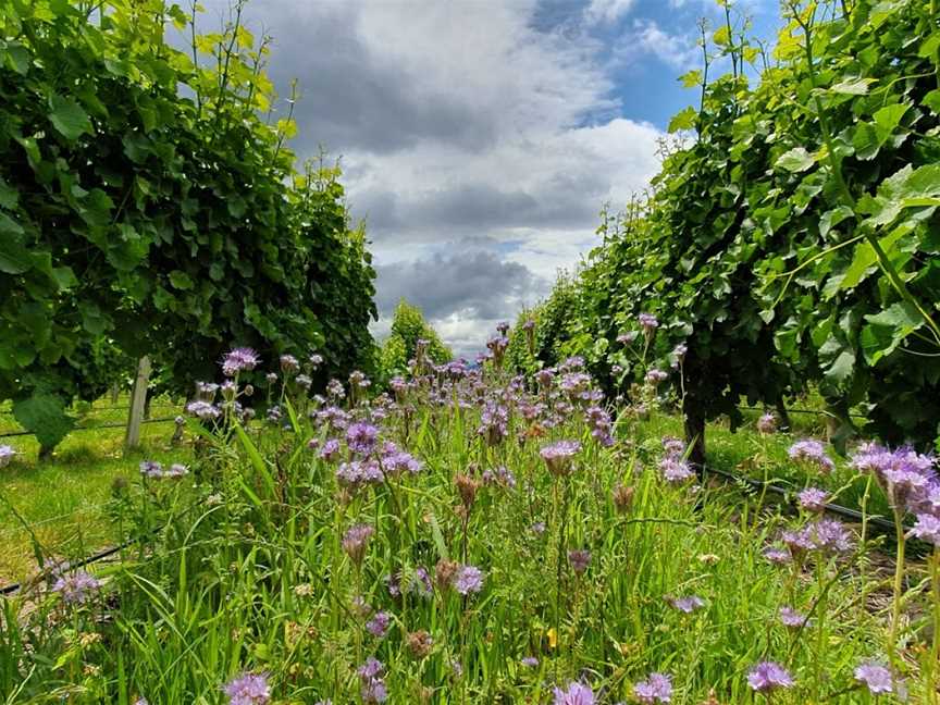 Konrad, Blenheim, New Zealand