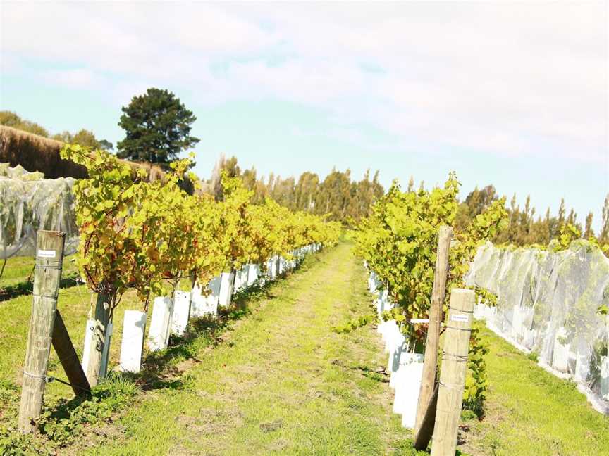 Lincoln University Winery, Lincoln, New Zealand