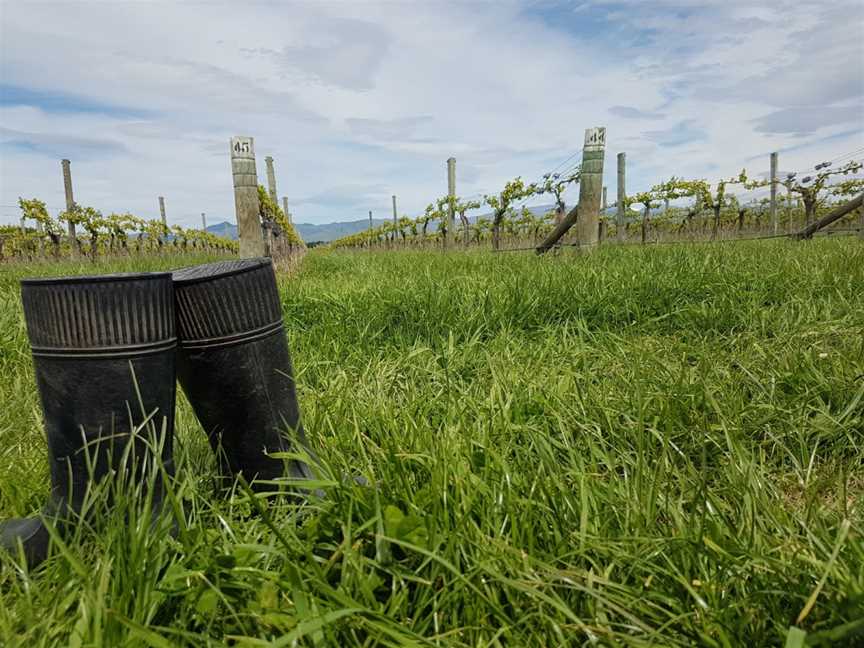 Marlborough Vintners, Springlands, New Zealand