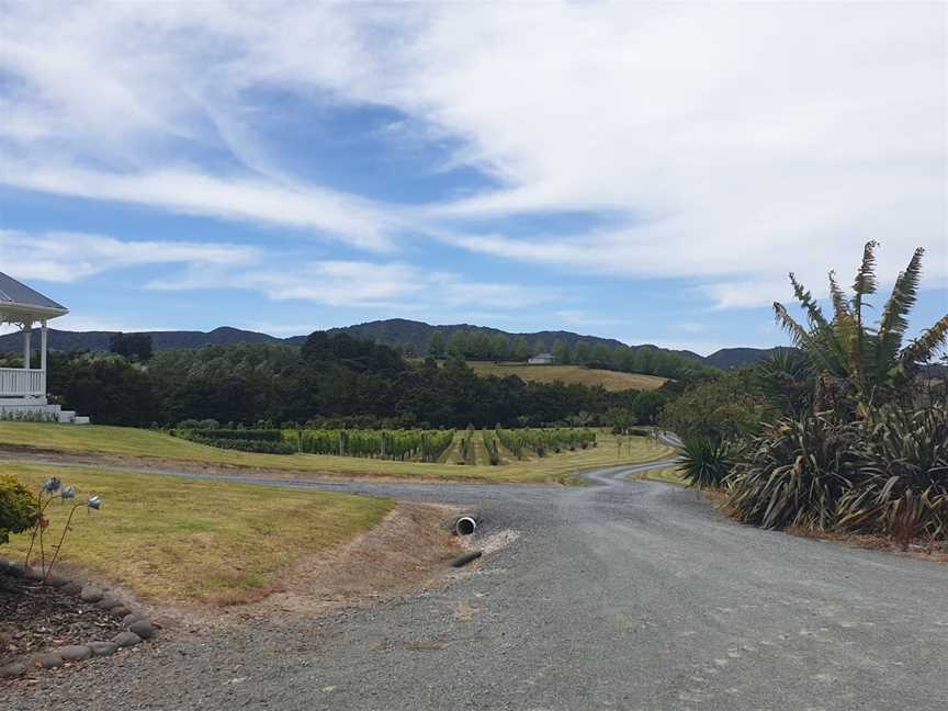 Millars Vineyard, Mangawhai, New Zealand