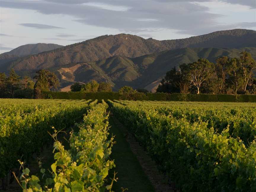 O'Dwyers Creek Vineyard, Blenheim, New Zealand