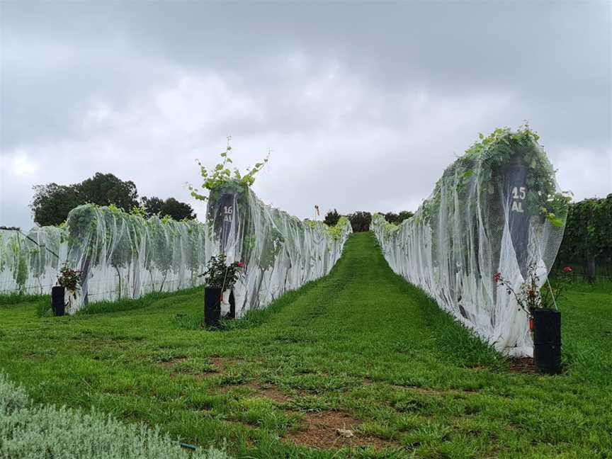 Sovrano Estate and Winery (former AKEAKE), Kerikeri, New Zealand