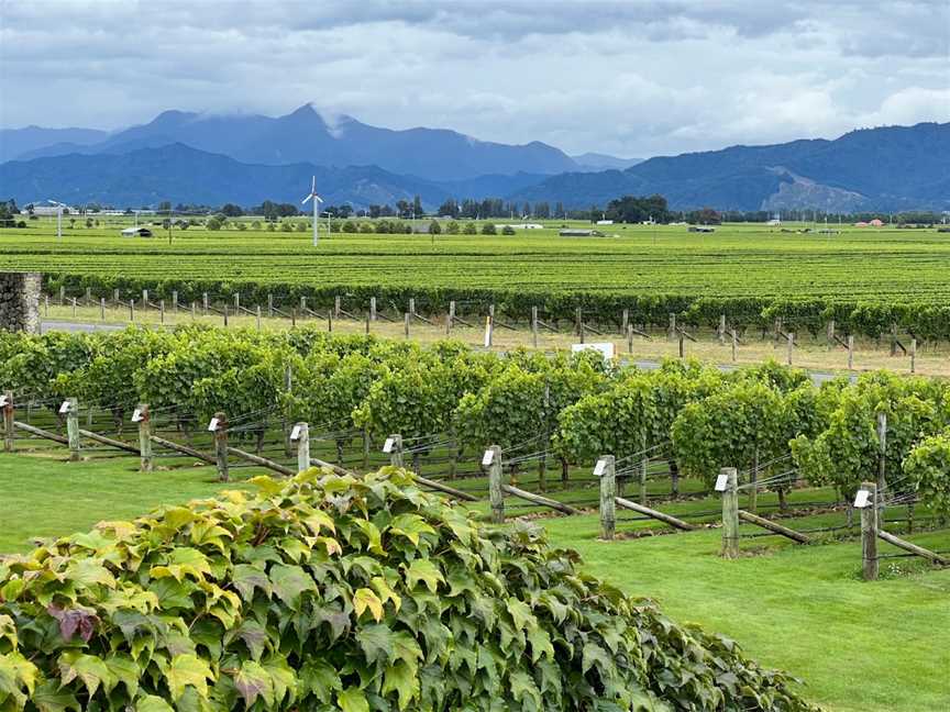 Wither Hills, Freemans Bay, New Zealand