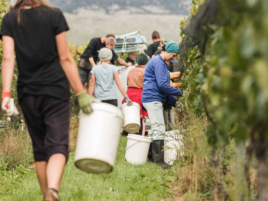 Zebra Nz Vineyards, Bendigo, New Zealand