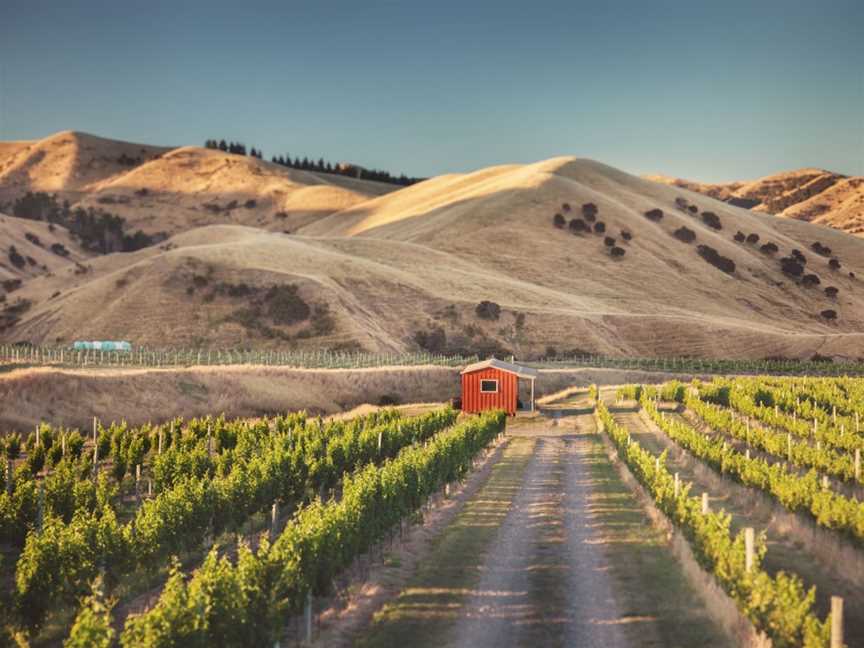 Loveblock, Lower Dashwood, New Zealand