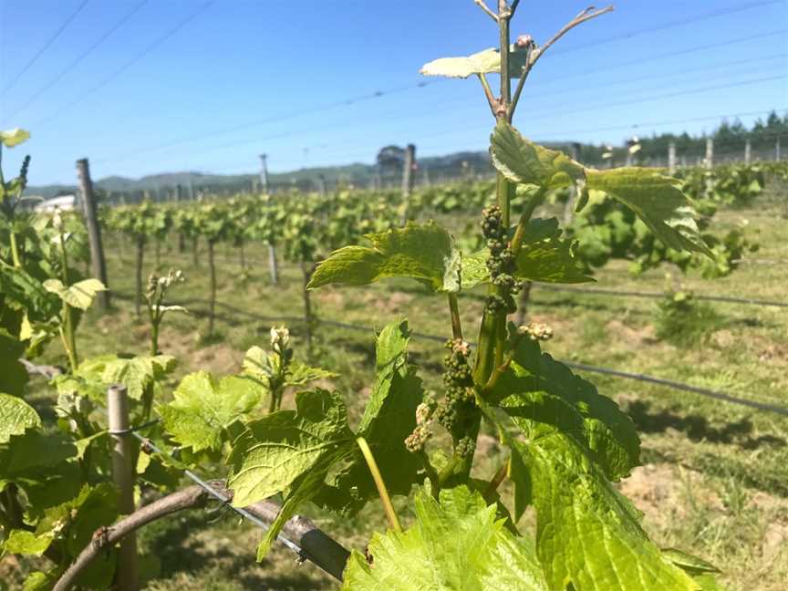 Palliser Estate Winery, Martinborough, New Zealand