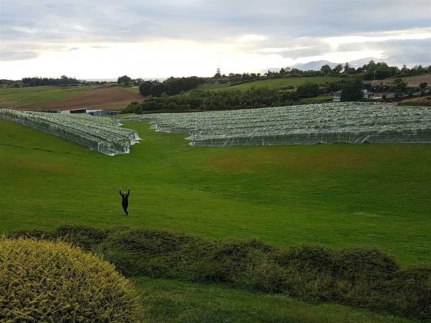 Ruby Bay Vineyard, Richmond, New Zealand