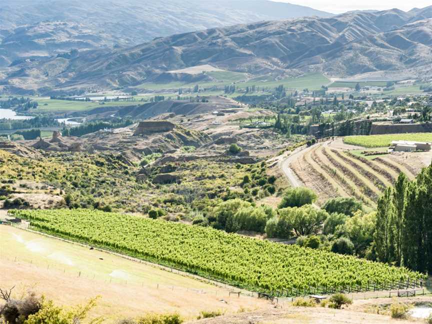 Stewart Town Vineyard, Bannockburn, New Zealand