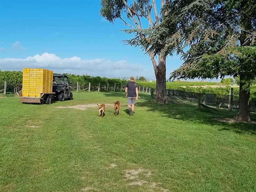 Te Whare Ra (TWR) Wines, Renwick, New Zealand