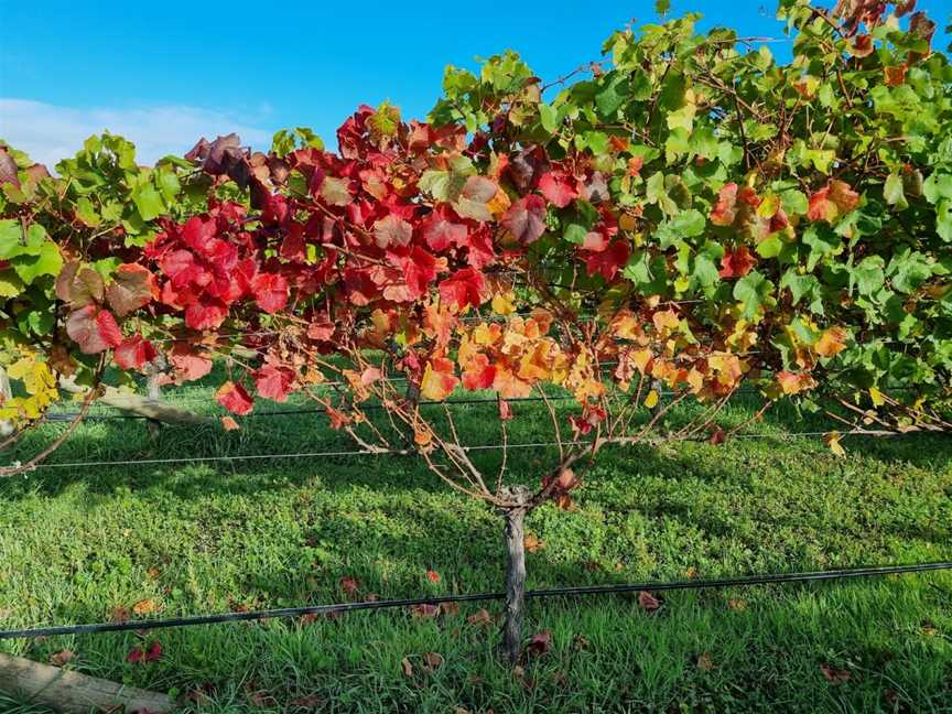 Te Whare Ra (TWR) Wines, Renwick, New Zealand