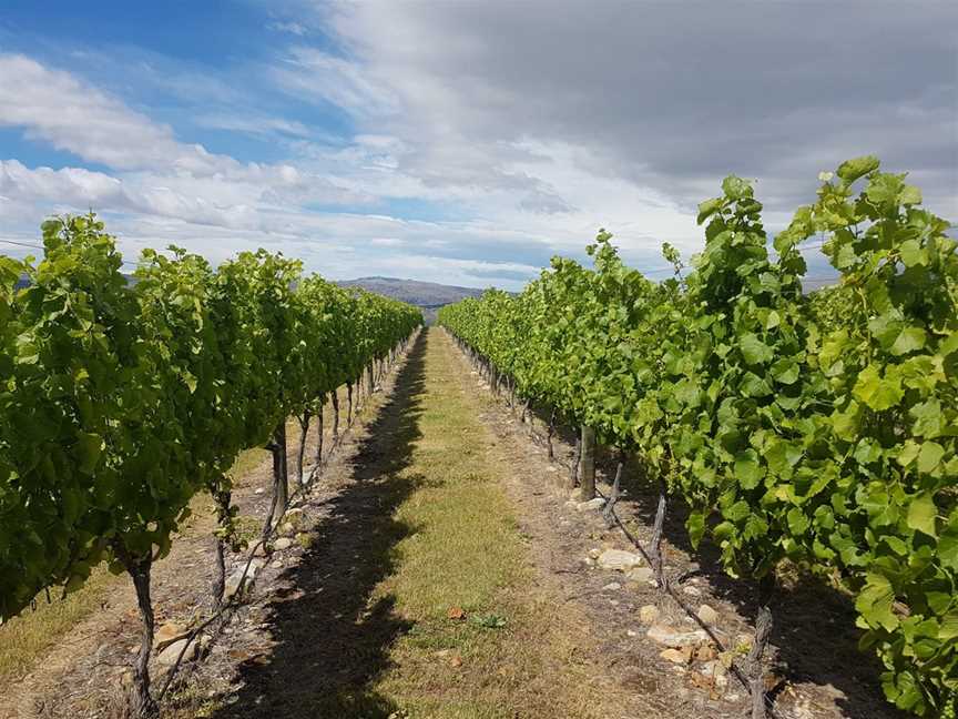 Matt Connell Wines, Cromwell, New Zealand