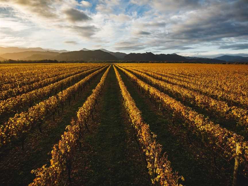 Whitehaven Wine Company,Whitehaven Wines, Blenheim, New Zealand