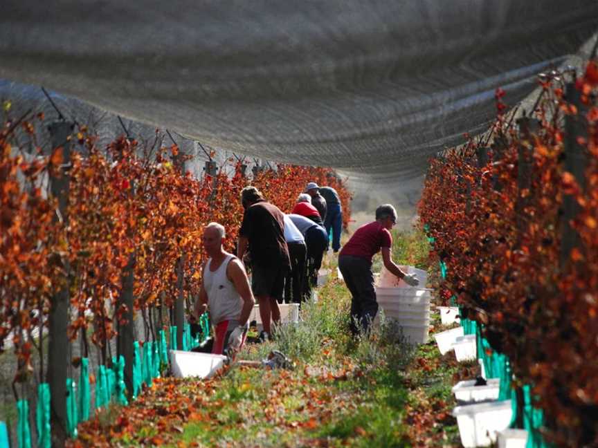 Maori Point Vineyard, Tarras, New Zealand