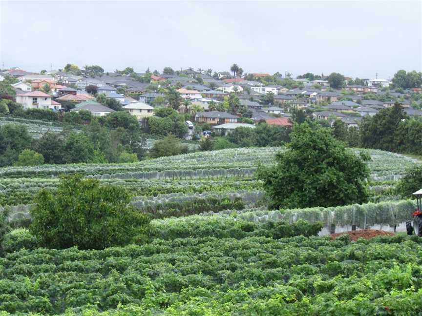 Babich Wines, Auckland, New Zealand