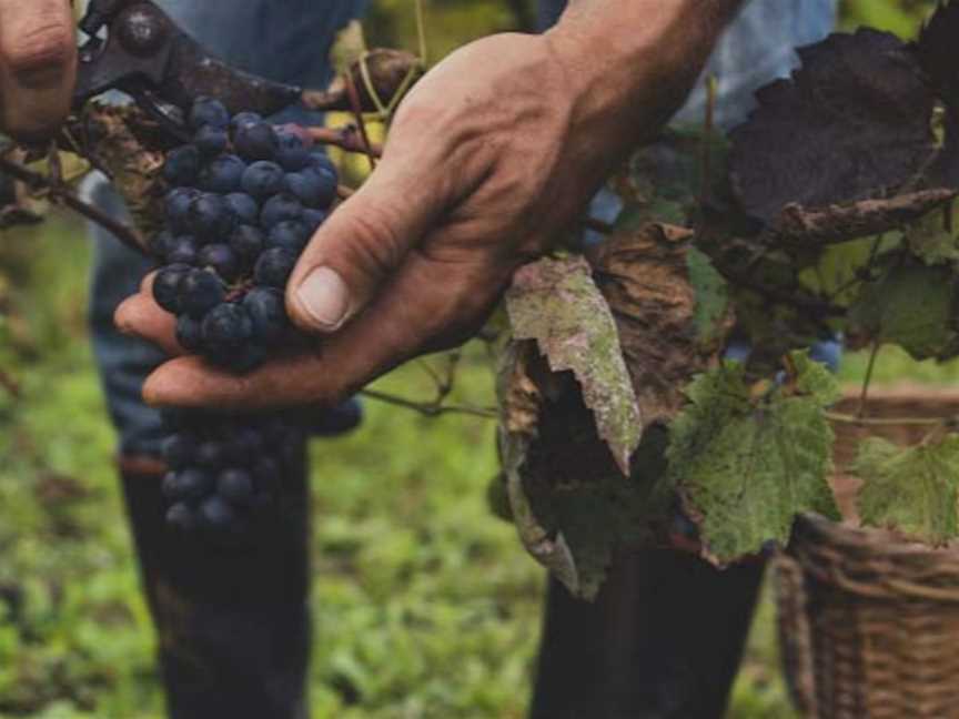 Kahurangi Estate, Wineries in Annesbrook