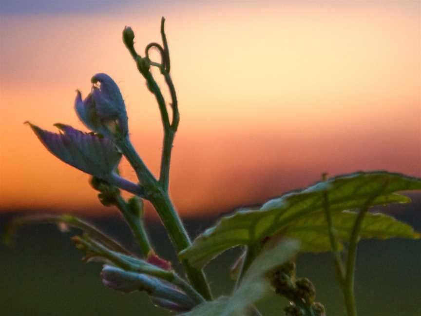 Beulah Wines, Wineries in Boyup Brook